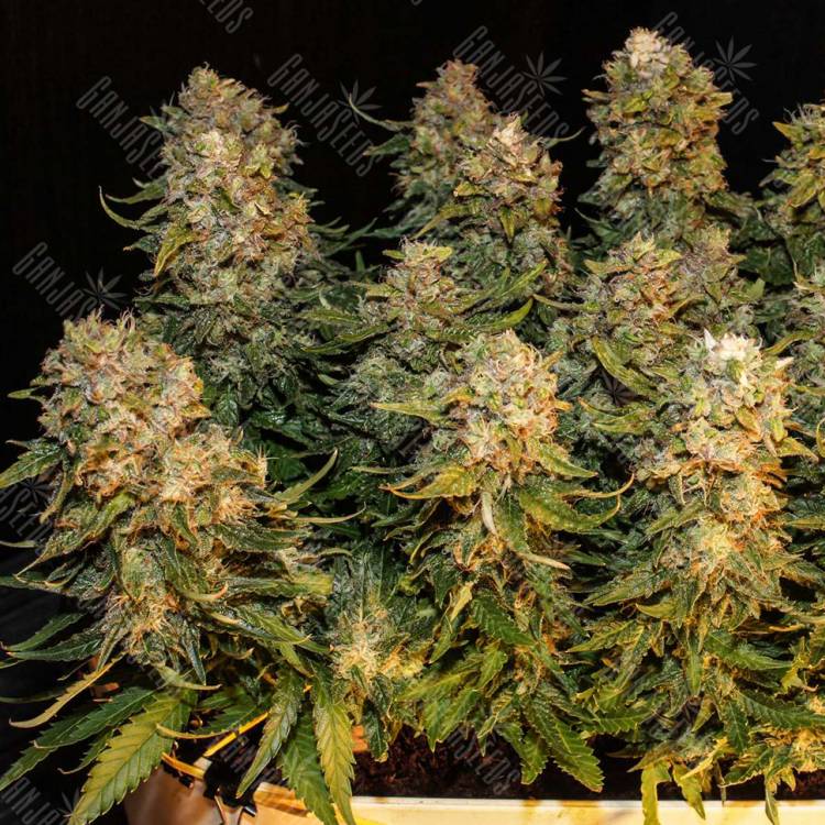 автоцветущие семена конопли Auto Karatal feminised Bang Seeds автоцветущие семена конопли Auto Karatal feminised Bang Seeds