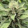 семена конопли индика Orange Skunk regular Ganja Seeds семена конопли индика Orange Skunk regular Ganja Seeds