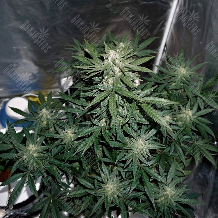 семена сортовой конопли Auto Whiteberry regular семена сортовой конопли Auto Whiteberry regular