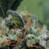 заказ семян конопли Москва Blueberry Cheesecake feminised Female Seeds заказ семян конопли Москва Blueberry Cheesecake feminised Female Seeds