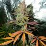купить семена конопли Blueberry Cheesecake feminised Female Seeds купить семена конопли Blueberry Cheesecake feminised Female Seeds