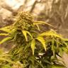 семена конопли скороспелый купить Auto Ginger Punch feminised Kannabia Seeds семена конопли скороспелый купить Auto Ginger Punch feminised Kannabia Seeds