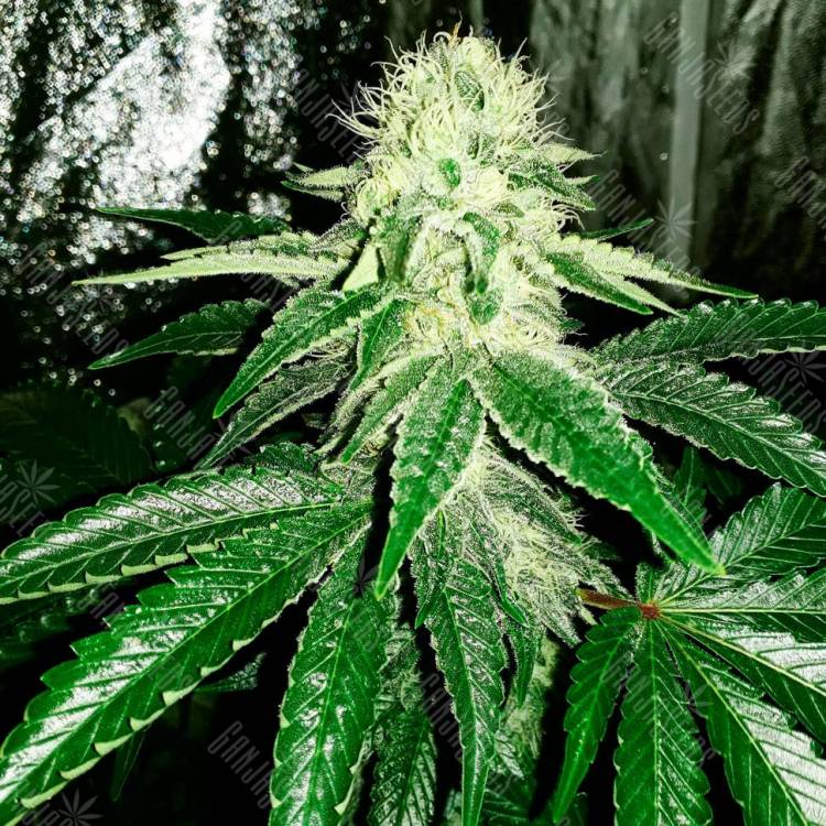 Семена конопли Auto AK feminised GanjaLiveSeeds Семена конопли Auto AK feminised GanjaLiveSeeds
