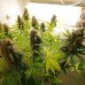 Качественные семена конопли Auto AK feminised GanjaLiveSeeds Качественные семена конопли Auto AK feminised GanjaLiveSeeds