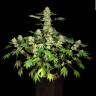 Качественные семена каннабиса Auto AK feminised GanjaLiveSeeds Качественные семена каннабиса Auto AK feminised GanjaLiveSeeds