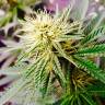 Семена конопли онлайн Auto AK feminised GanjaLiveSeeds Семена конопли онлайн Auto AK feminised GanjaLiveSeeds