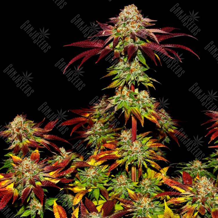 Семена конопли Mintz feminised Ganja Seeds заказать Семена конопли Mintz feminised Ganja Seeds заказать