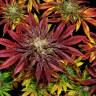 Семена конопли Mintz feminised Ganja Seeds в России Семена конопли Mintz feminised Ganja Seeds в России