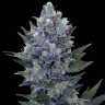 где можно заказать семена конопли Northern Lights feminised
