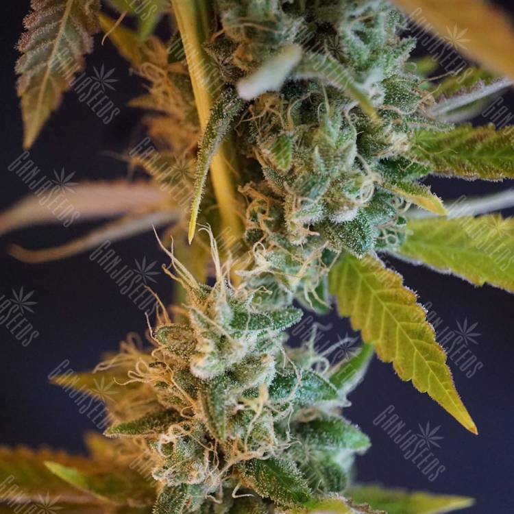 семена конопли дешево Shiva Skunk feminised семена конопли дешево Shiva Skunk feminised