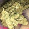 семена конопли интернет магазин Kalichakra regular Mandala Seeds семена конопли интернет магазин Kalichakra regular Mandala Seeds