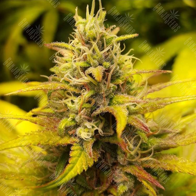 семена конопли в фирменной упаковке Kalichakra regular Mandala Seeds семена конопли в фирменной упаковке Kalichakra regular Mandala Seeds