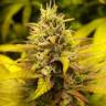 семена конопли в фирменной упаковке Kalichakra regular Mandala Seeds семена конопли в фирменной упаковке Kalichakra regular Mandala Seeds