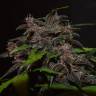 качественные семена конопли Auto Blackberry Kush feminised качественные семена конопли Auto Blackberry Kush feminised