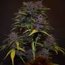 семена конопли в оригинальных упаковках Auto Blackberry Kush feminised семена конопли в оригинальных упаковках Auto Blackberry Kush feminised