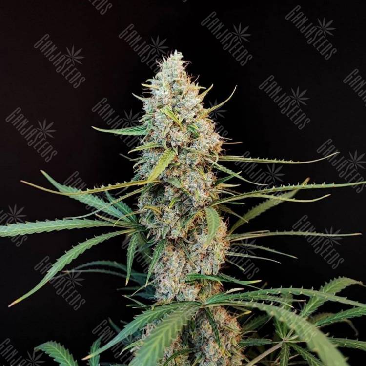семена конопли в рф Jack Herer CBD feminised семена конопли в рф Jack Herer CBD feminised