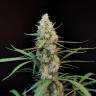 семена конопли в рф Jack Herer CBD feminised семена конопли в рф Jack Herer CBD feminised