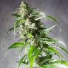 семена конопли для посадки купить CBD Jack Herer feminised семена конопли для посадки купить CBD Jack Herer feminised