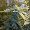 семена сортовой конопли Auto Kul-Sey feminised Bang Seeds семена сортовой конопли Auto Kul-Sey feminised Bang Seeds