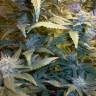семена конопли Россия Auto Kul-Sey feminised Bang Seeds семена конопли Россия Auto Kul-Sey feminised Bang Seeds