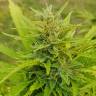 семена конопли курьером Original Afghani regular Ganja Seeds семена конопли курьером Original Afghani regular Ganja Seeds