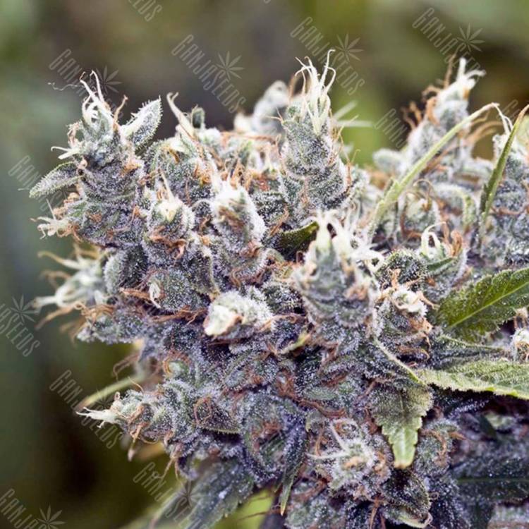 семена конопли наложенным платежом BubbleGummer feminised Female Seeds семена конопли наложенным платежом BubbleGummer feminised Female Seeds