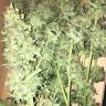 семена индийской конопли Auto Kritic feminised Kannabia Seeds семена индийской конопли Auto Kritic feminised Kannabia Seeds
