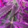 качественные семена конопли Auto Blue Mystic regular качественные семена конопли Auto Blue Mystic regular