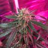 семена конопли недорого Auto Blue Mystic regular семена конопли недорого Auto Blue Mystic regular
