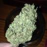 урожайные семена конопли Krystalica regular Mandala Seeds урожайные семена конопли Krystalica regular Mandala Seeds