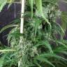 семена конопли в оригинальных упаковках Krystalica regular Mandala Seeds семена конопли в оригинальных упаковках Krystalica regular Mandala Seeds