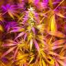 семена конопли в интернете Auto Exodus Cheese CBD feminised семена конопли в интернете Auto Exodus Cheese CBD feminised