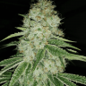 Purps #1 feminised Dinafem Seeds Purps #1 feminised Dinafem Seeds