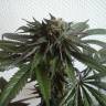 Purps #1 feminised Dinafem Seeds Purps #1 feminised Dinafem Seeds