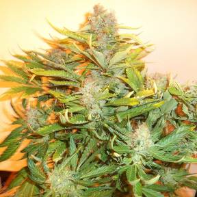 Auto Kuyrdak feminised Bang Seeds