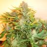 семена конопли феминизированные Auto Kuyrdak feminised Bang Seeds семена конопли феминизированные Auto Kuyrdak feminised Bang Seeds
