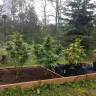 семена конопли для выращивания Original Afghani1 regular Ganja Seeds семена конопли для выращивания Original Afghani1 regular Ganja Seeds