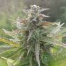 семена конопли элитных сортов Original Afghani1 regular Ganja Seeds семена конопли элитных сортов Original Afghani1 regular Ganja Seeds
