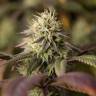 семена конопли для посадки купить Remo Chemo feminised Dinafem Seeds
