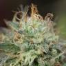 семена конопли для курения Remo Chemo feminised Dinafem Seeds