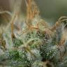 семена конопли для выращивания Remo Chemo feminised Dinafem Seeds