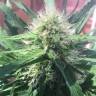 качественные семена конопли Auto Kickass feminised Kannabia Seeds качественные семена конопли Auto Kickass feminised Kannabia Seeds