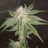 семена конопли для курения Fruity Jack (Jack El Frutero) feminised Philosopher Seeds