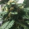 семена сортовой конопли Kosher Kush feminised Reserva Privada семена сортовой конопли Kosher Kush feminised Reserva Privada
