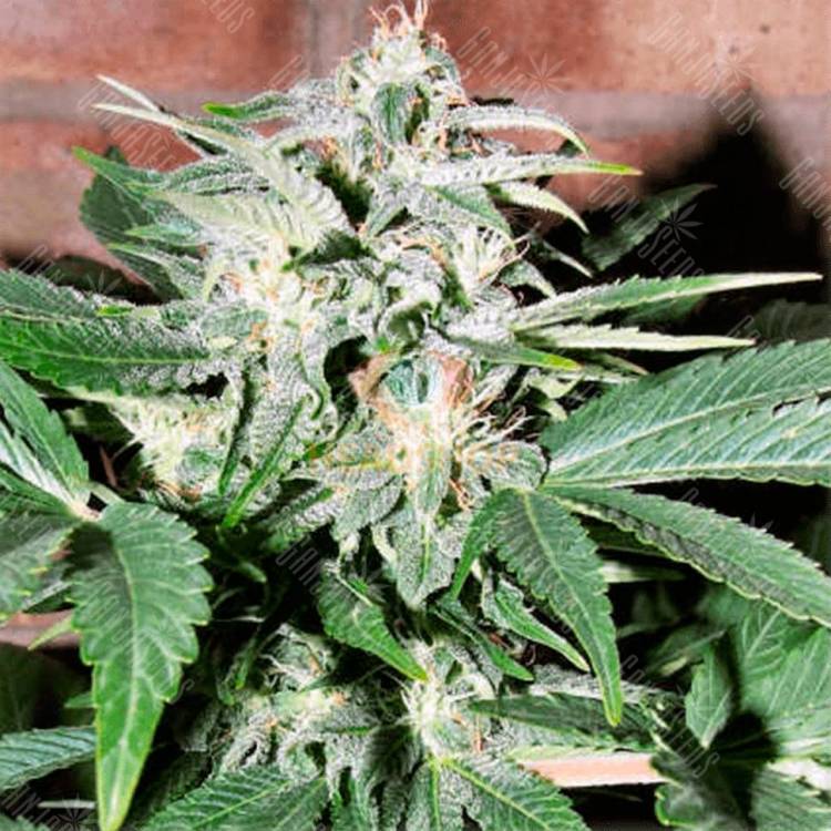 Семена конопли Auto Euforia feminised GanjaLiveSeeds Семена конопли Auto Euforia feminised GanjaLiveSeeds