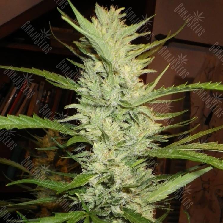 семена конопли интернет магазин Super Lemon Haze feminised семена конопли интернет магазин Super Lemon Haze feminised