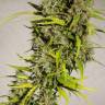 семена конопли недорого Mandala #1 regular Mandala Seeds семена конопли недорого Mandala #1 regular Mandala Seeds