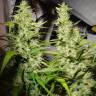 заказ семян конопли Mandala #1 regular Mandala Seeds заказ семян конопли Mandala #1 regular Mandala Seeds