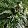 семена конопли аутдор Pandora regular Ganja Seeds семена конопли аутдор Pandora regular Ganja Seeds