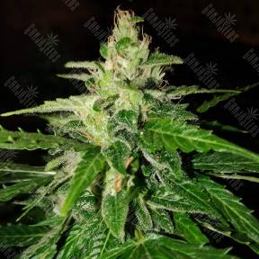 Pandora regular Ganja Seeds